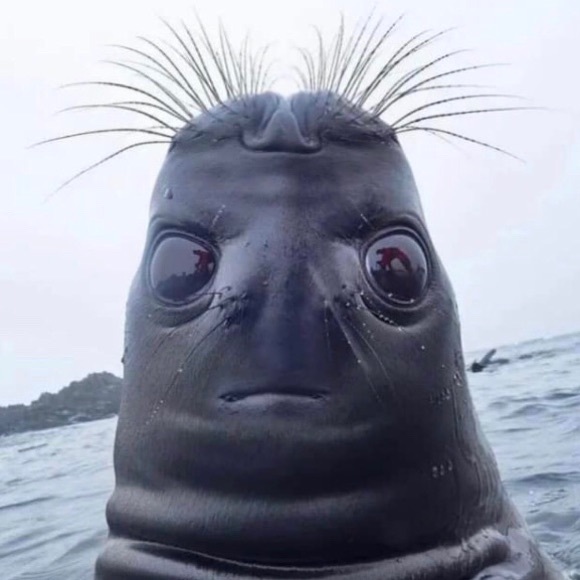 Meet your Posher, Duncan - Picture 1 of 1